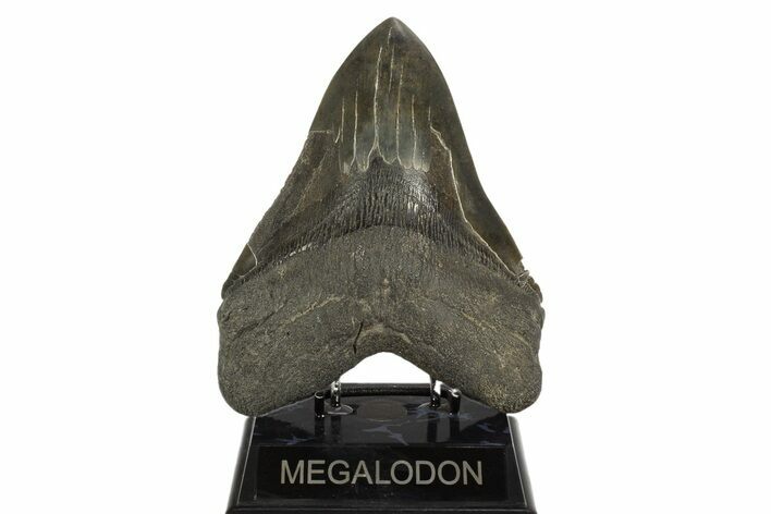 Fossil Megalodon Tooth - Beast From South Carolina #316980